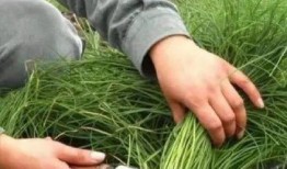 美国割韭菜爆料视频大全,视频大全深度剖析